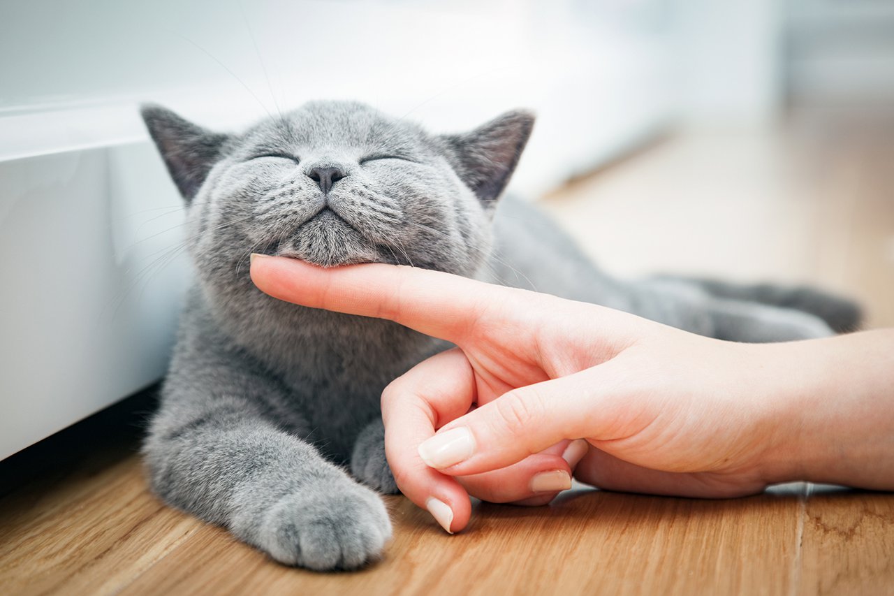 cute cat laying down